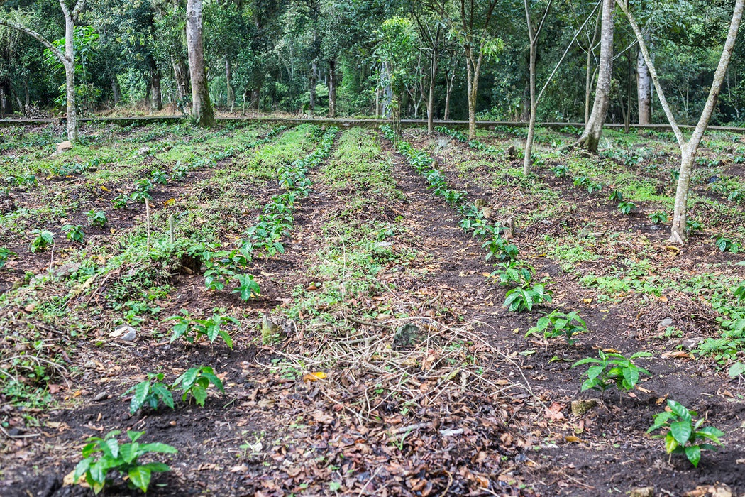Mexico Chiapas Turquesa