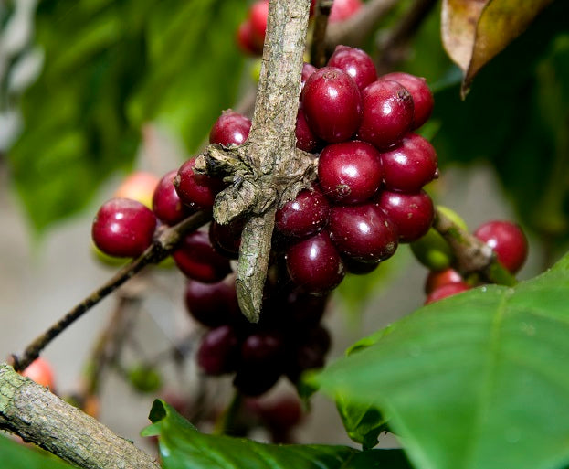 Mexico Chiapas Turquesa