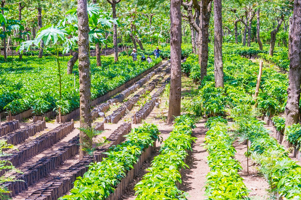 Guatemala SHB EP Regional