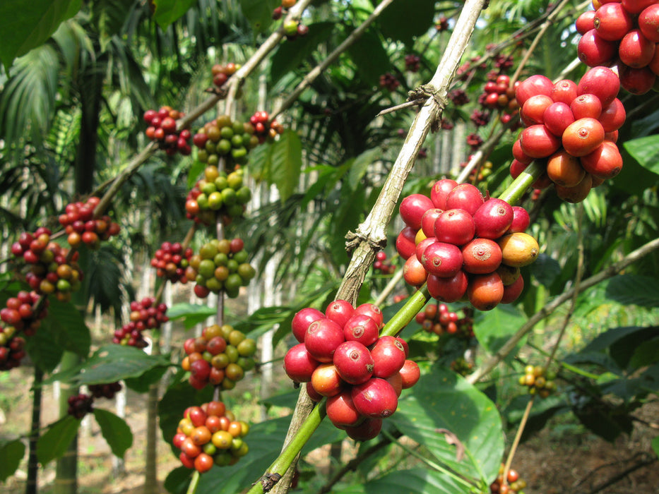 India Monsooned Malabar A