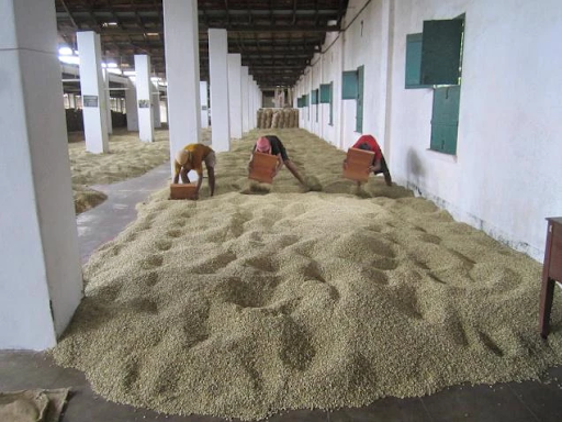 India Monsooned Malabar A