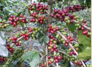 Indonesia Sumatra G1 Mandheling