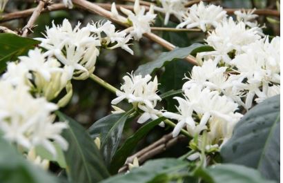 Indonesia Sumatra G1 Mandheling