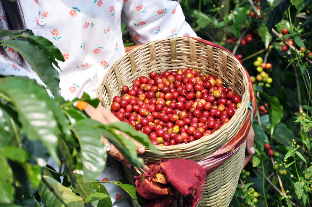 Indonesia Sumatra G1 Mandheling